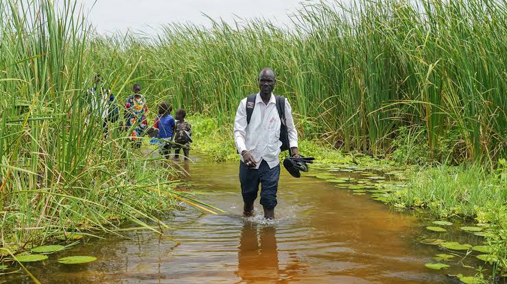A person in a marked vest walks through a flooded path among reeds